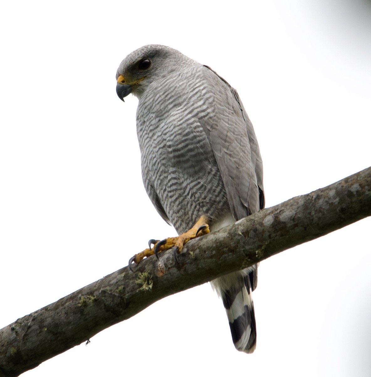 Gray-lined Hawk - ML628955036