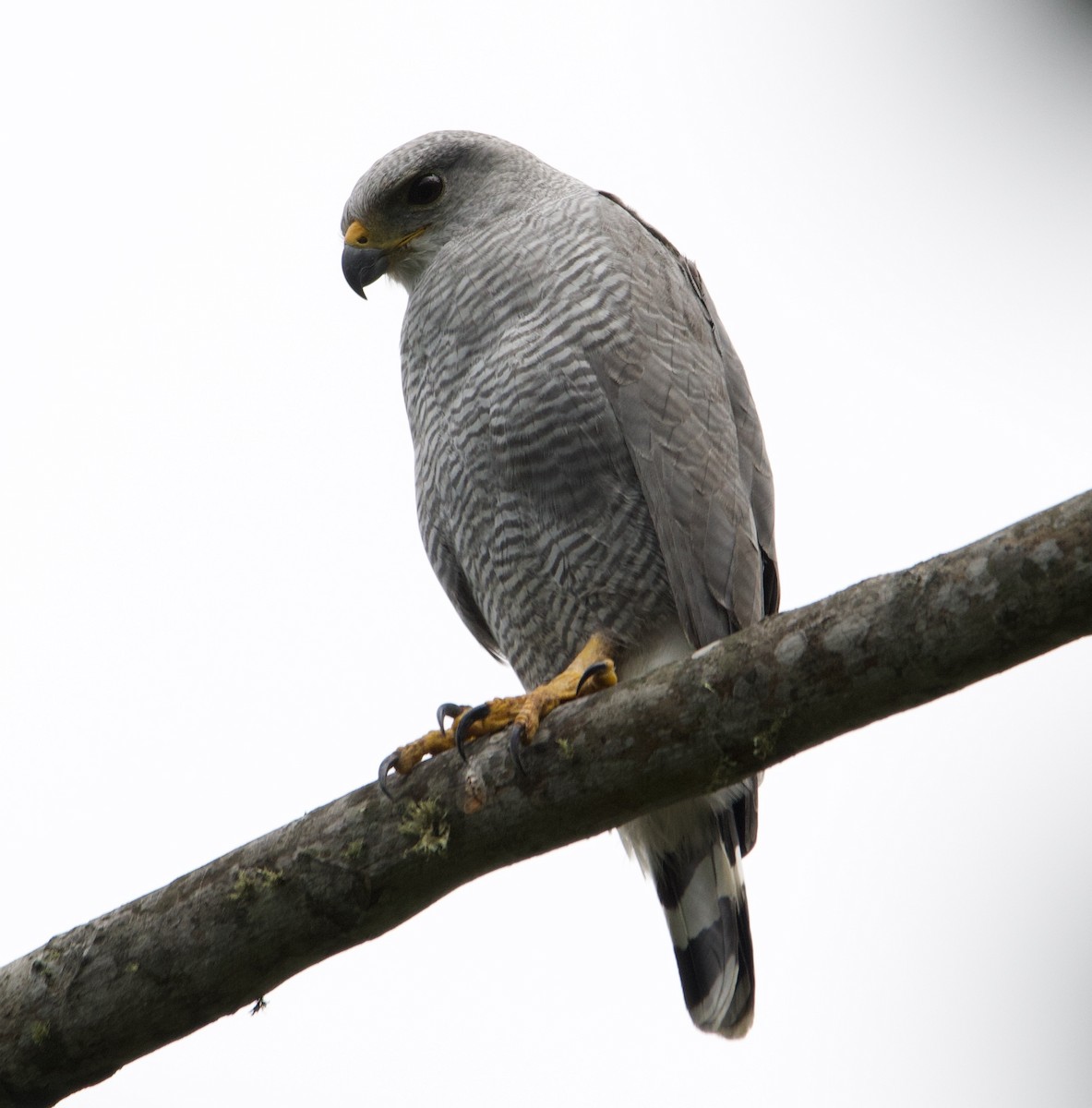 Gray-lined Hawk - ML628955037