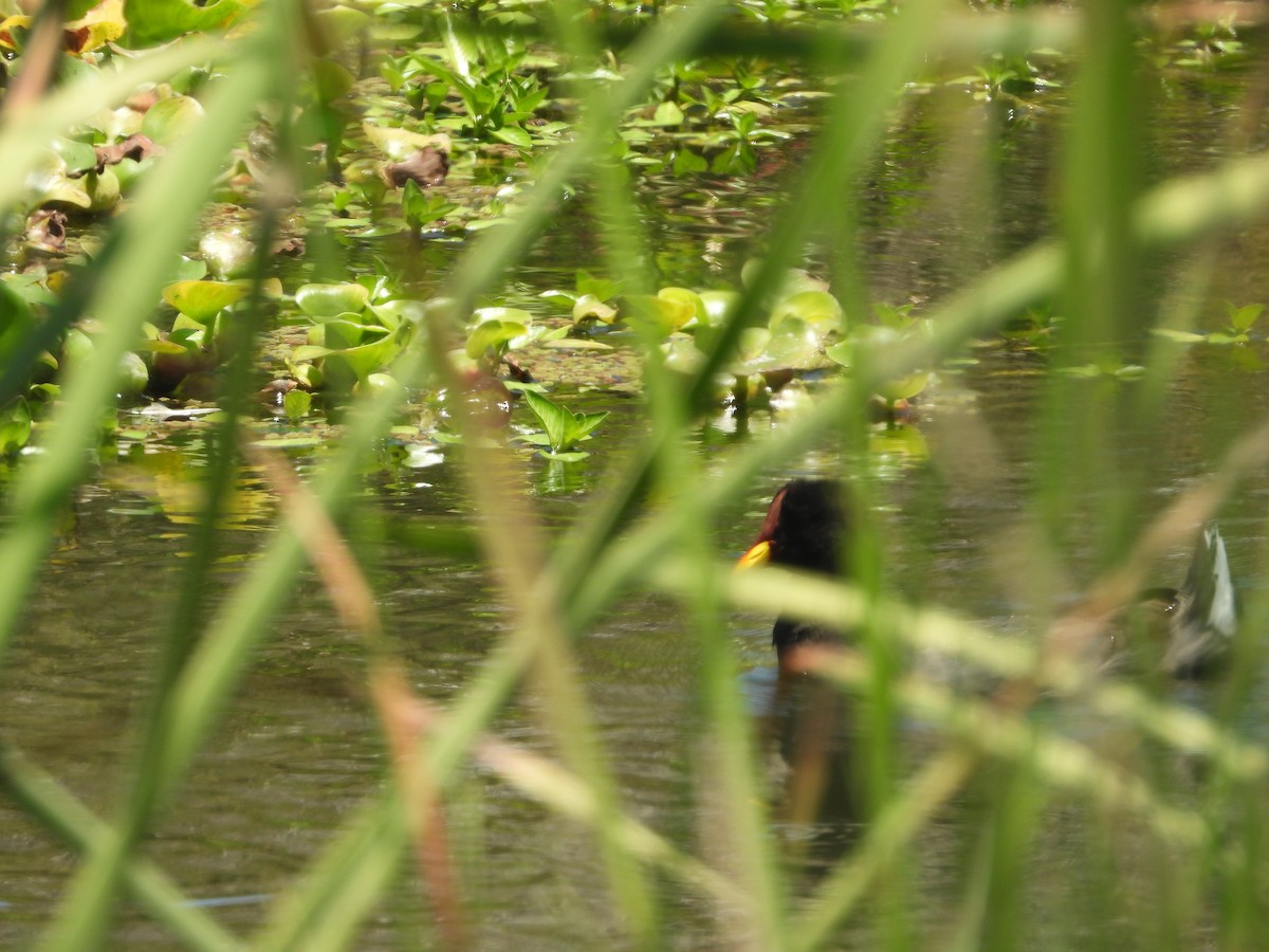 Red-fronted Coot - ML628955041
