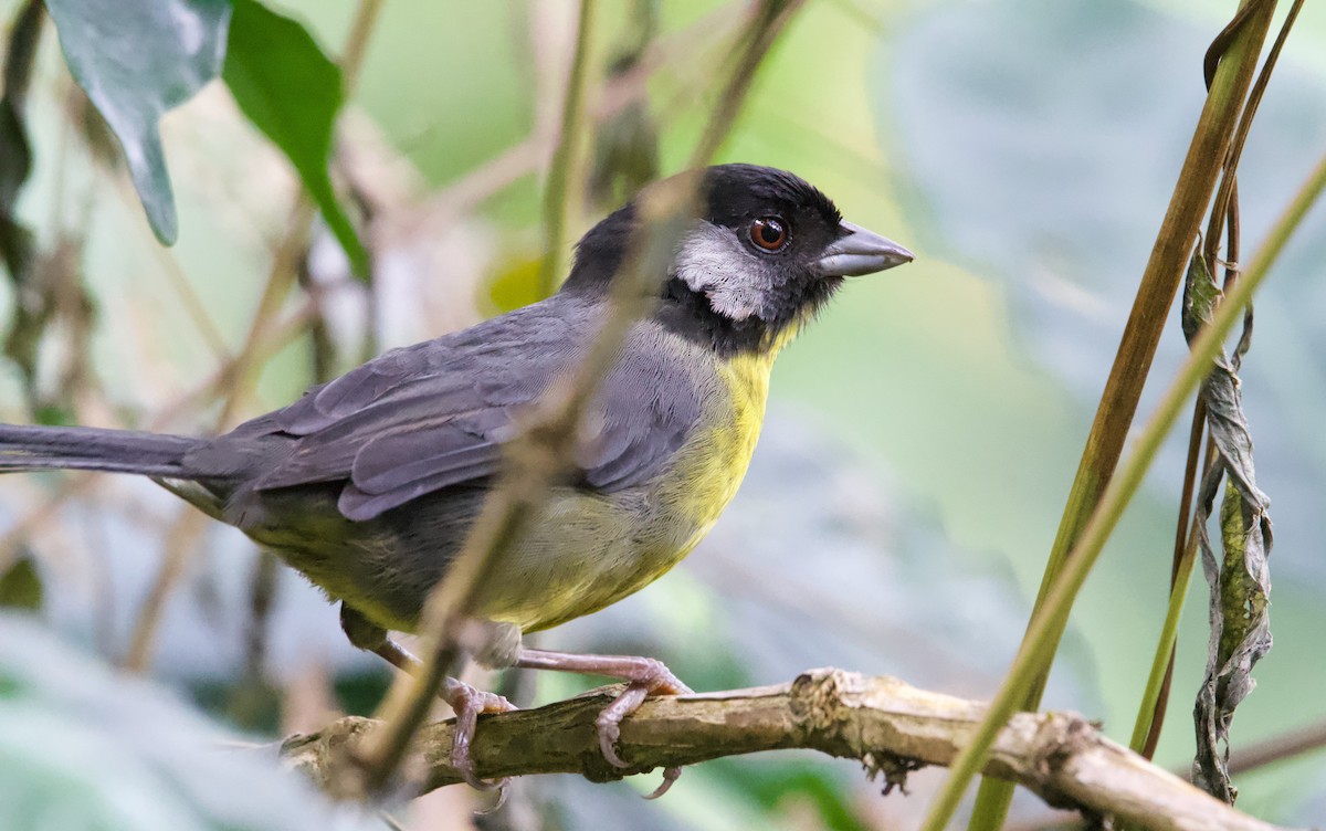 Santa Marta Brushfinch - ML628955177