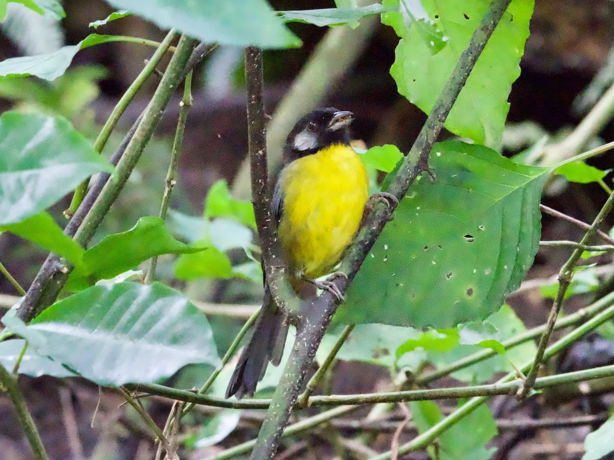 Santa Marta Brushfinch - ML628955186