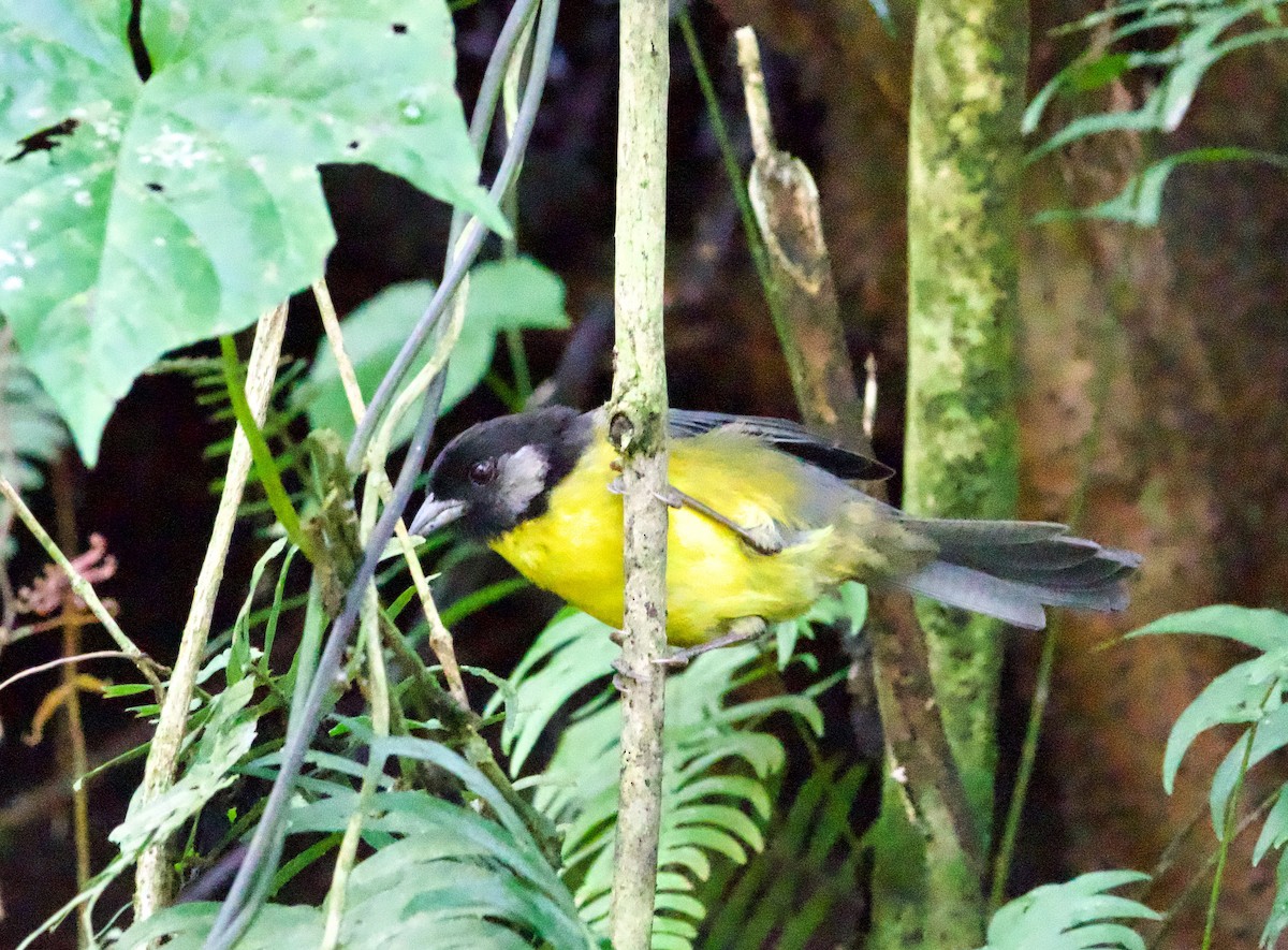 Santa Marta Brushfinch - ML628955187