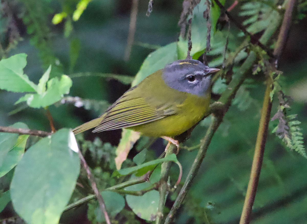 White-lored Warbler - ML628955209