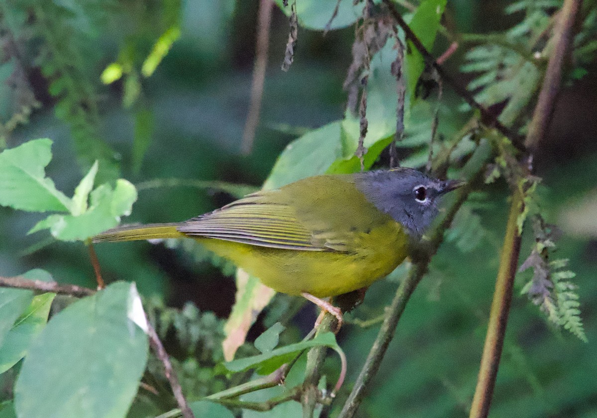 White-lored Warbler - ML628955210