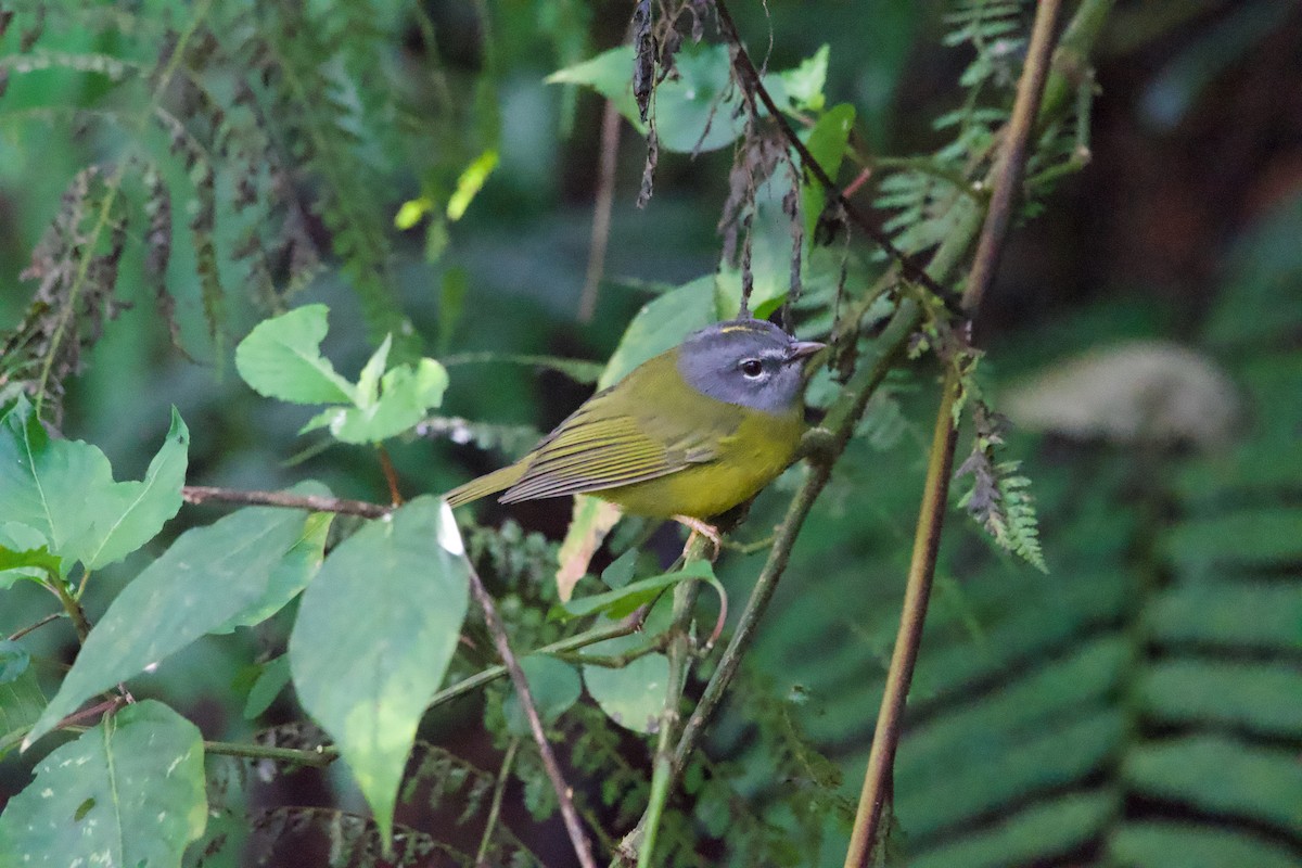 White-lored Warbler - ML628955211