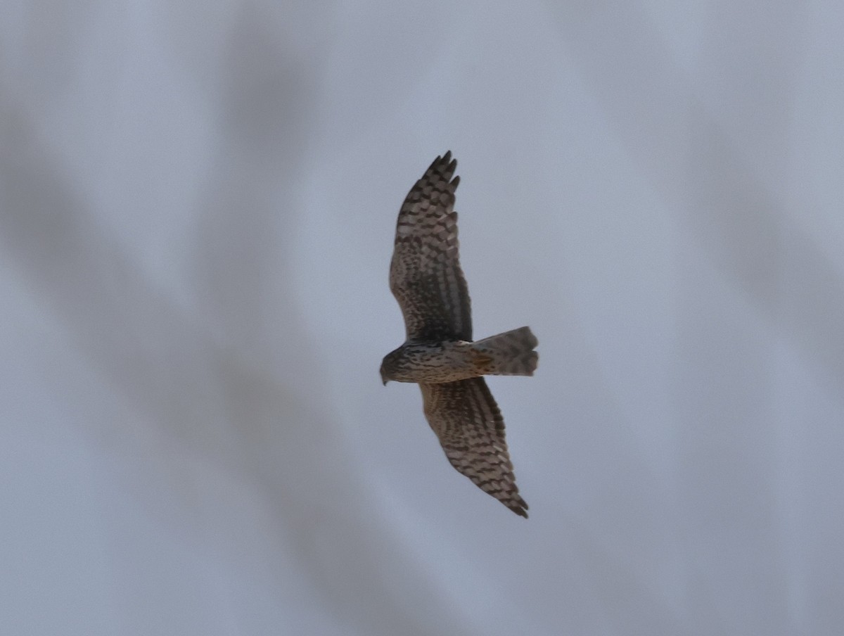 Northern Harrier - ML628955215