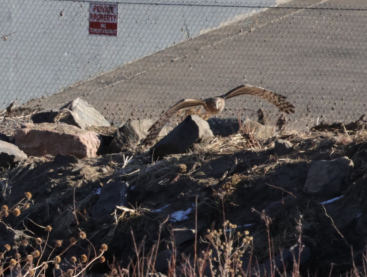 Northern Harrier - ML628955216