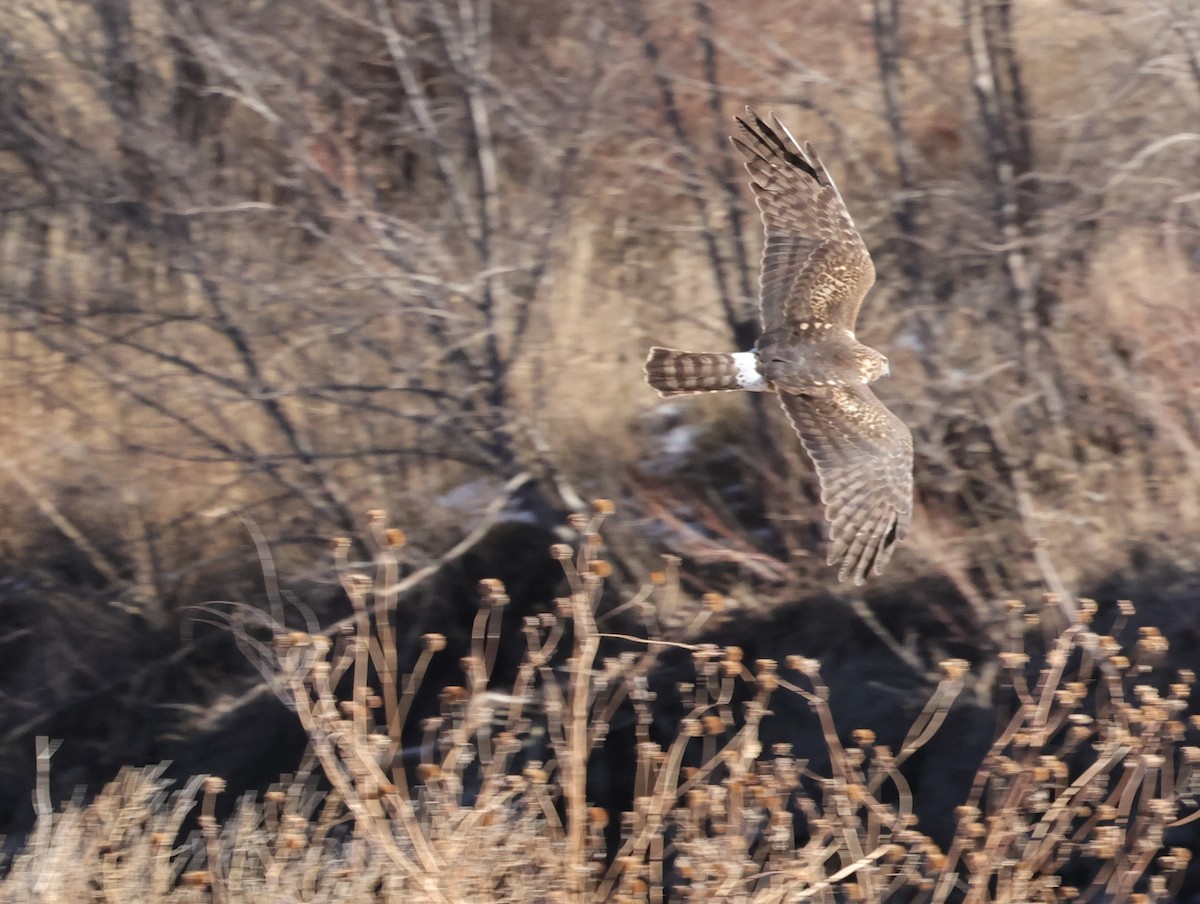 Northern Harrier - ML628955217