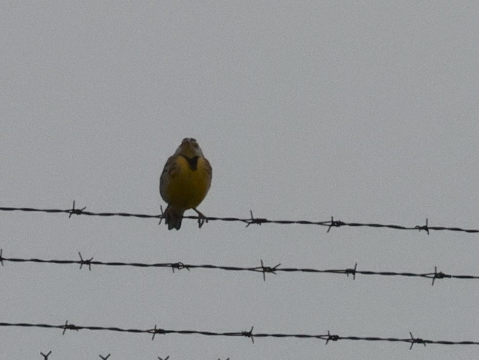 Western Meadowlark - ML628955279