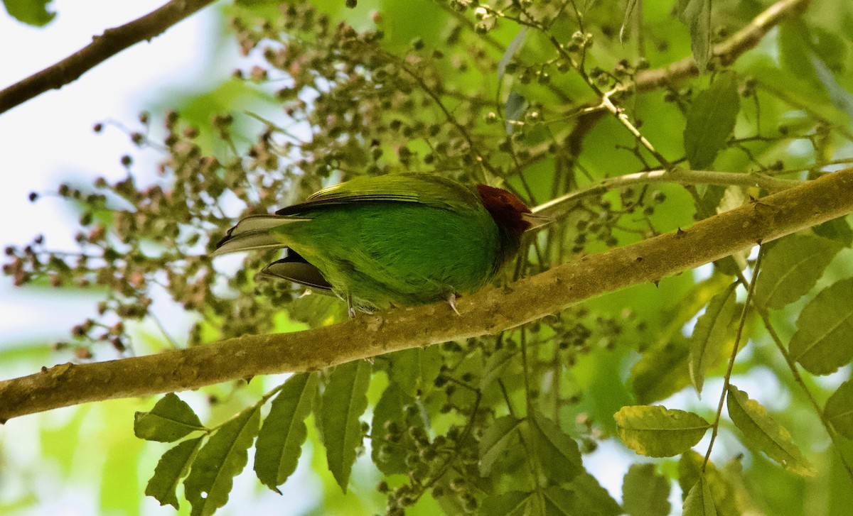 Bay-headed Tanager - ML628955286