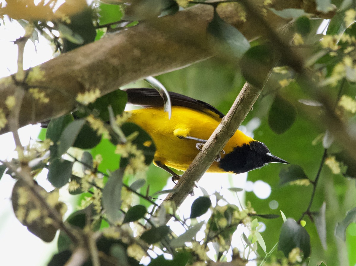 Yellow-backed Oriole - ML628955302