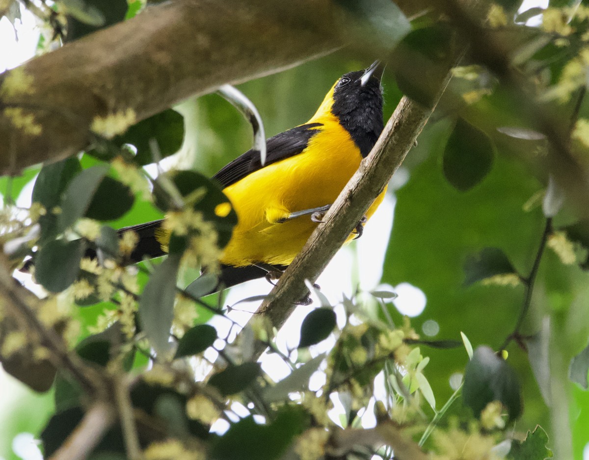 Yellow-backed Oriole - ML628955303