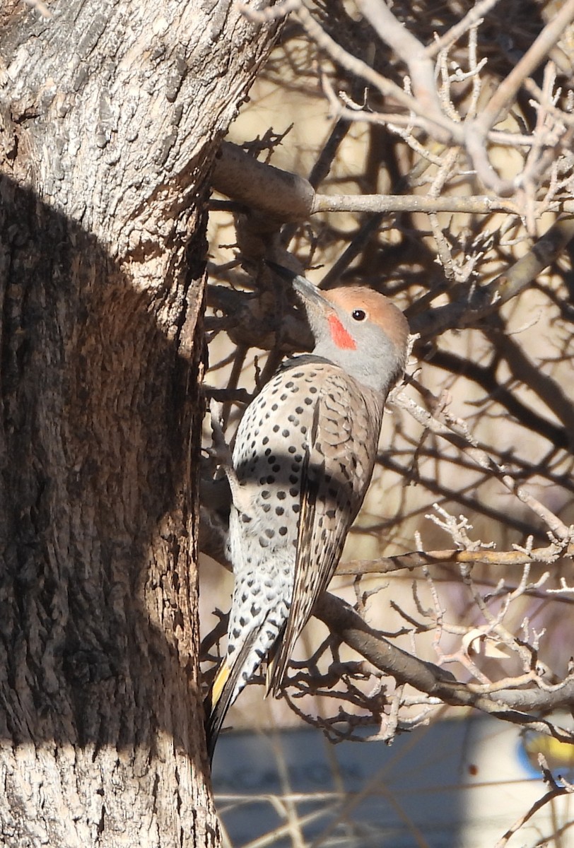 Gilded Flicker - ML628955360