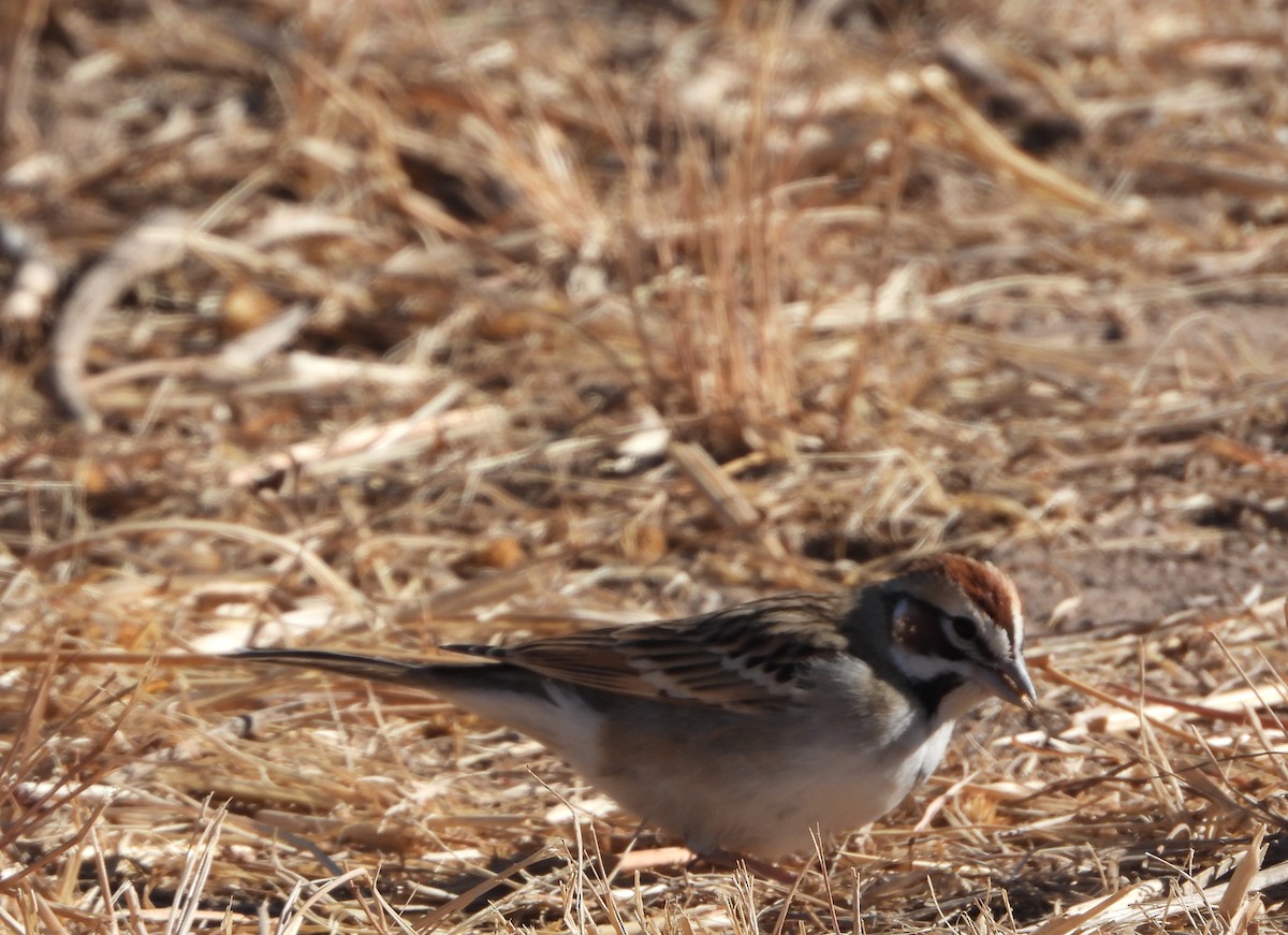 Lark Sparrow - ML628955369