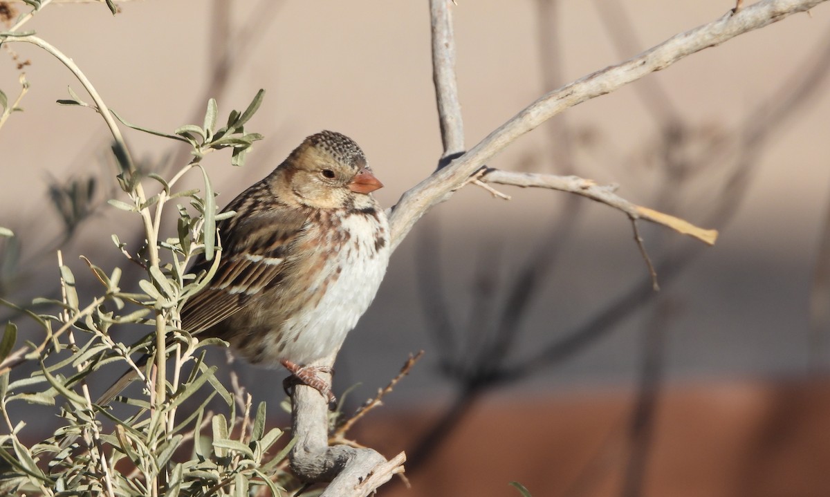 Harris's Sparrow - ML628955371