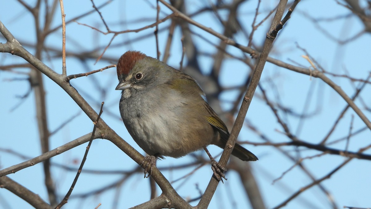 Green-tailed Towhee - ML628955383