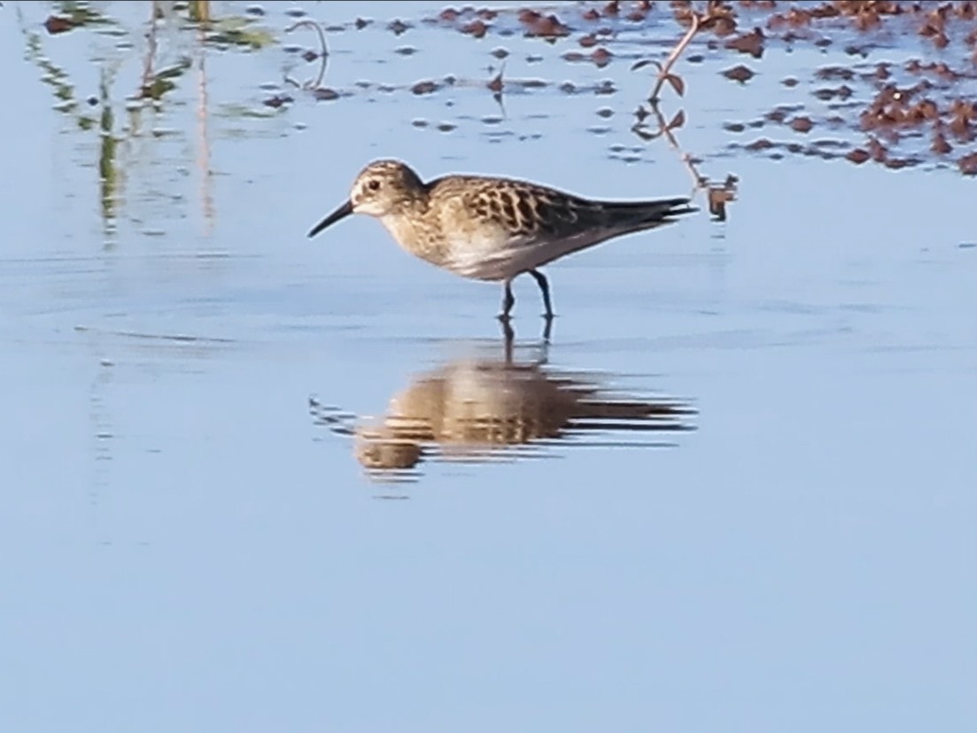 gulbrystsnipe - ML628955428