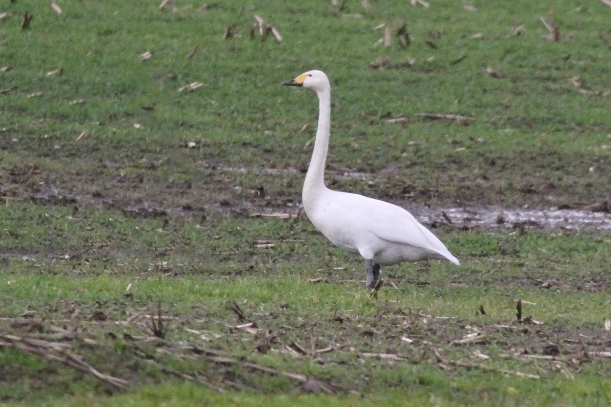 Whooper Swan - ML628955459