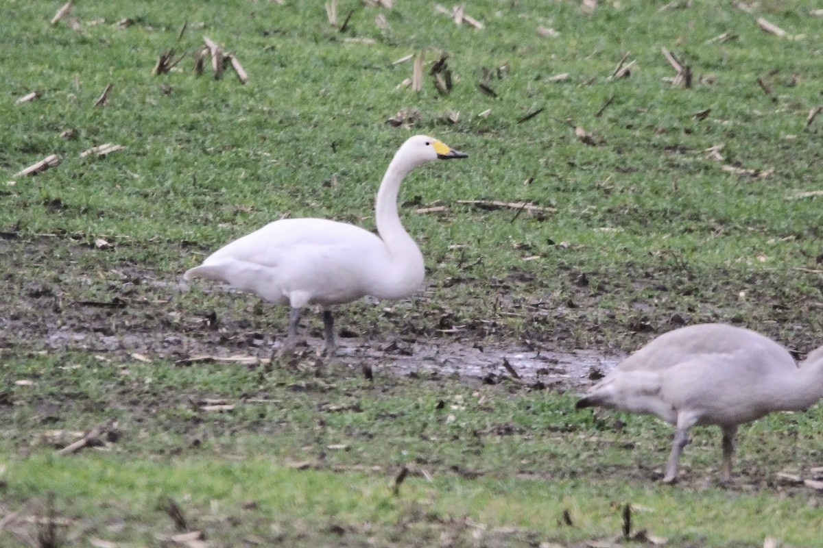 Whooper Swan - ML628955460