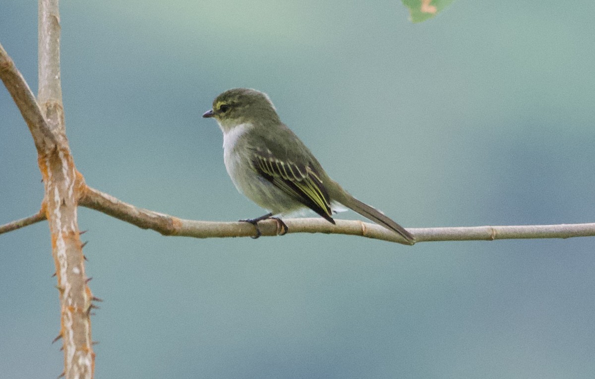 Golden-faced Tyrannulet - ML628955707