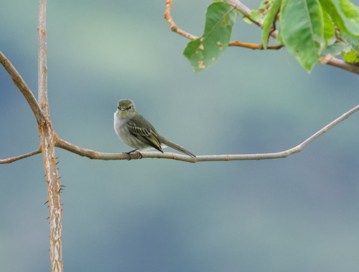 Golden-faced Tyrannulet - ML628955708