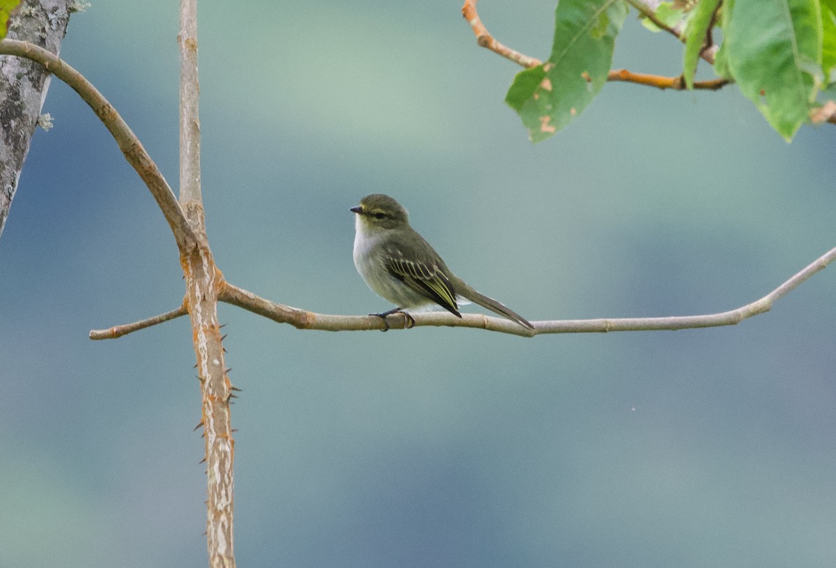 Golden-faced Tyrannulet - ML628955709