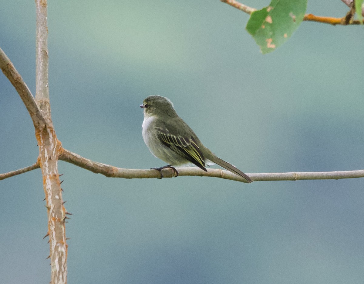 Golden-faced Tyrannulet - ML628955710