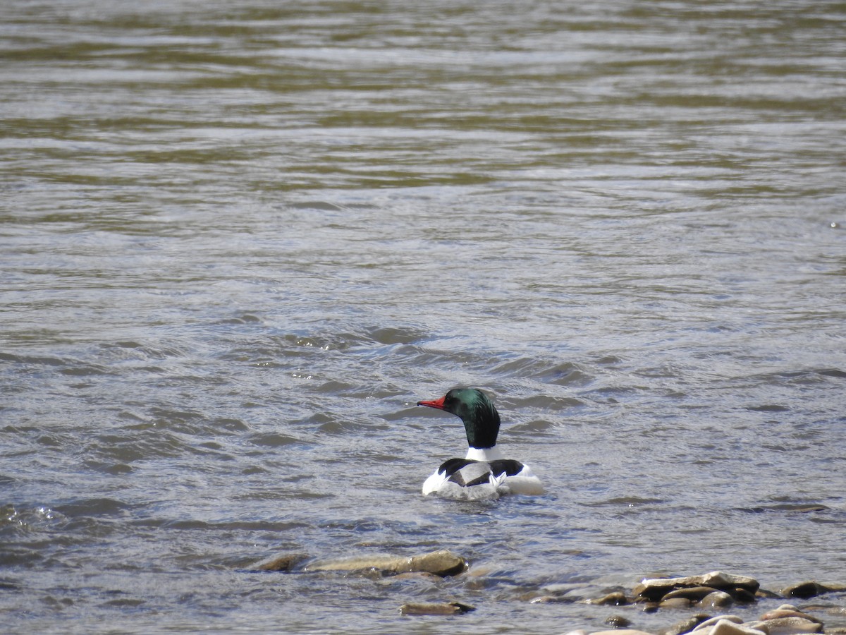 Common Merganser - ML628955969