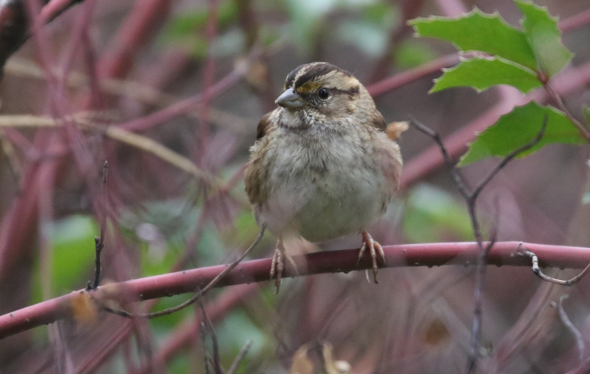 White-throated Sparrow - ML628956039