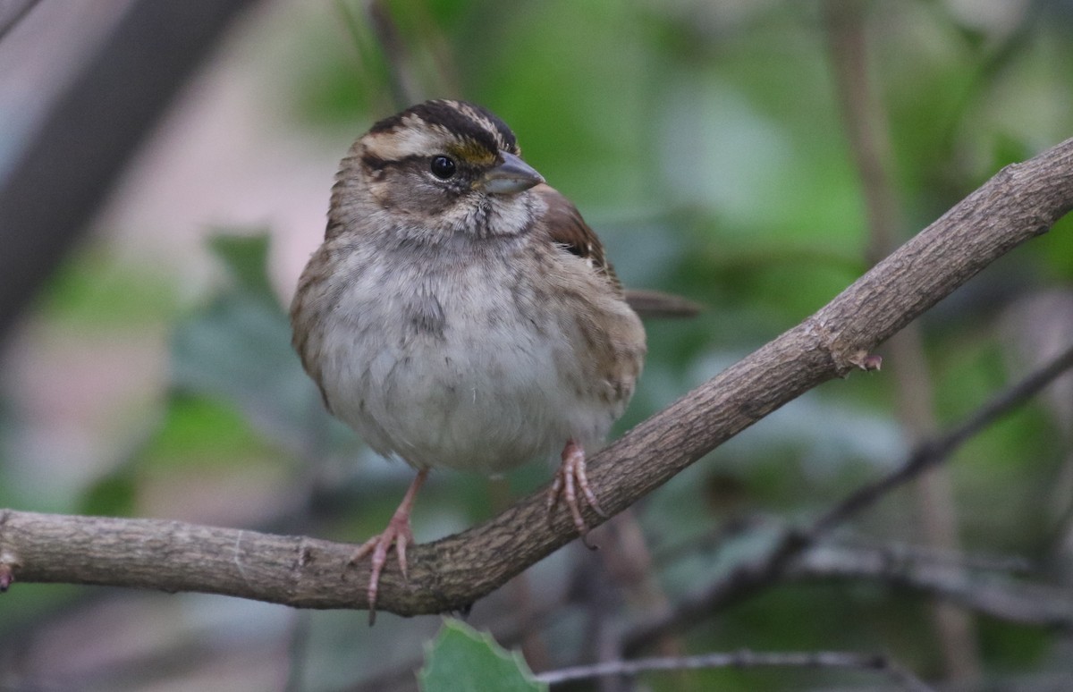 White-throated Sparrow - ML628956040