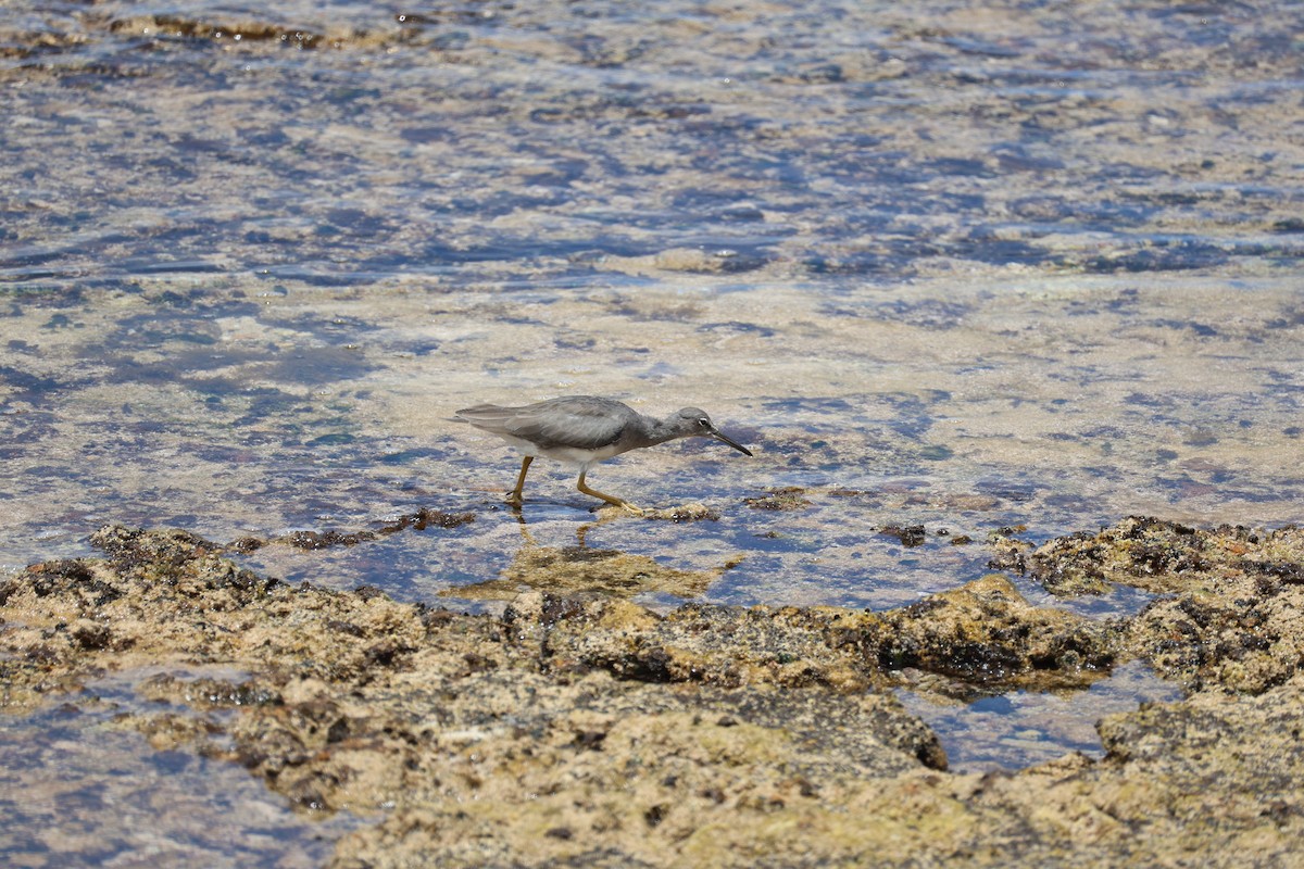 Wandering Tattler - ML628956197