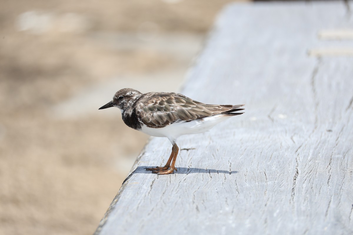 Ruddy Turnstone - ML628956233