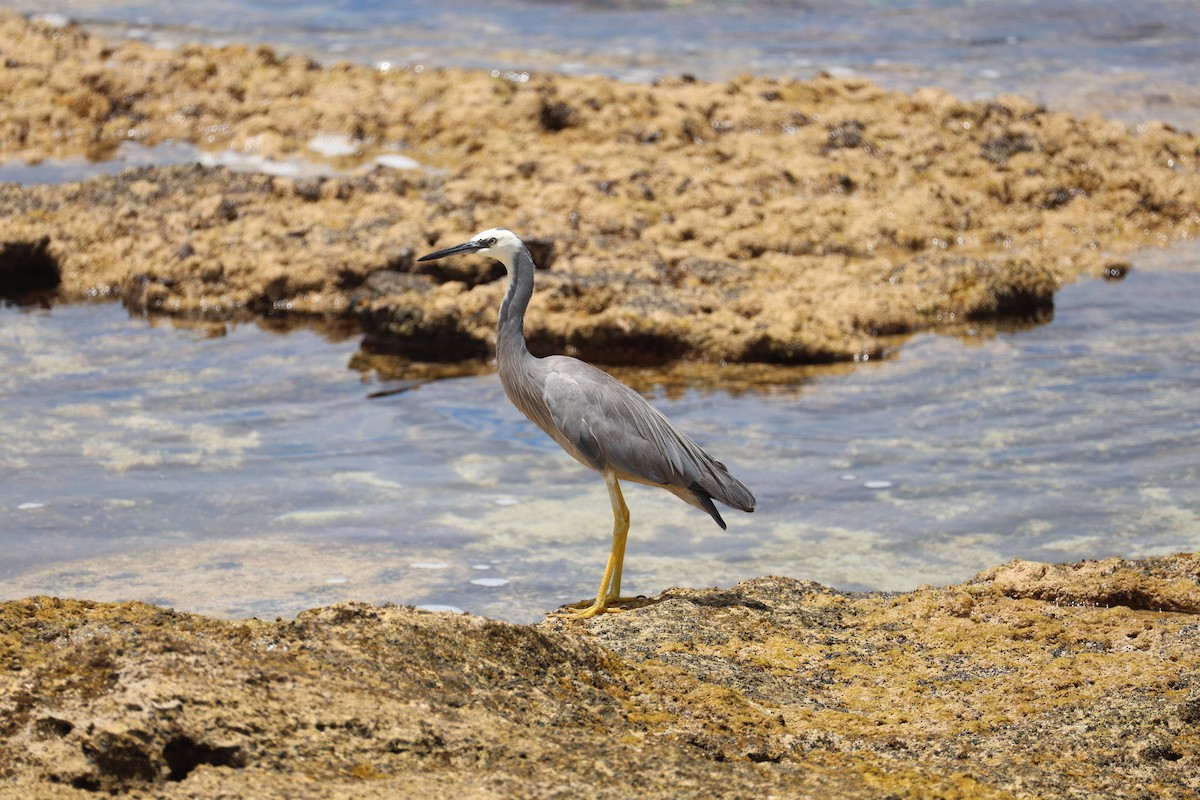 White-faced Heron - ML628956271