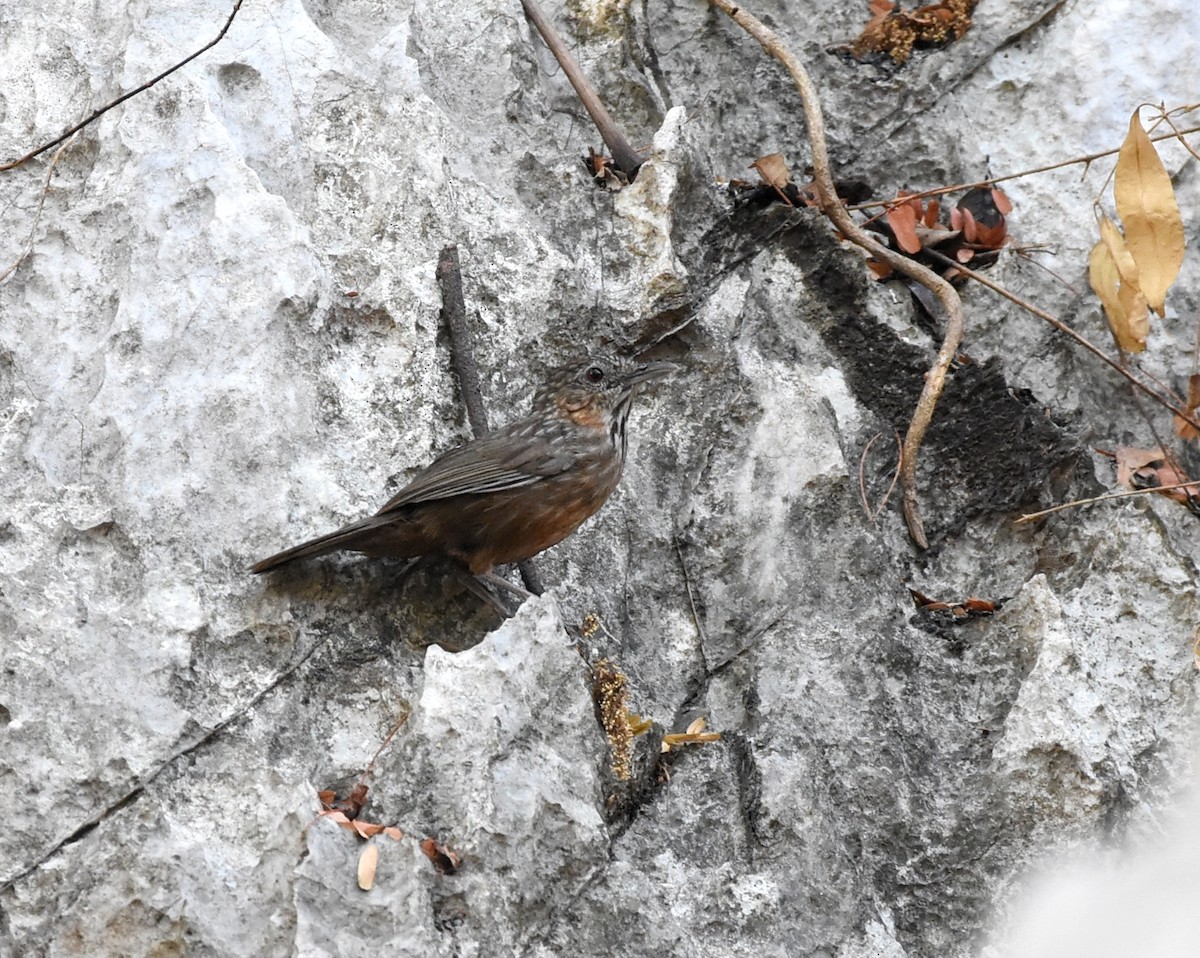 Rufous Limestone Babbler - ML628956398