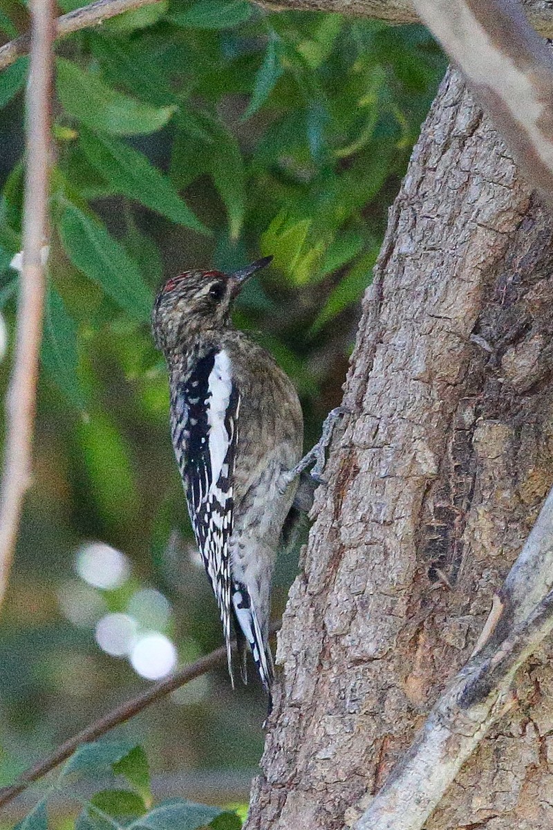 Yellow-bellied Sapsucker - ML628956428