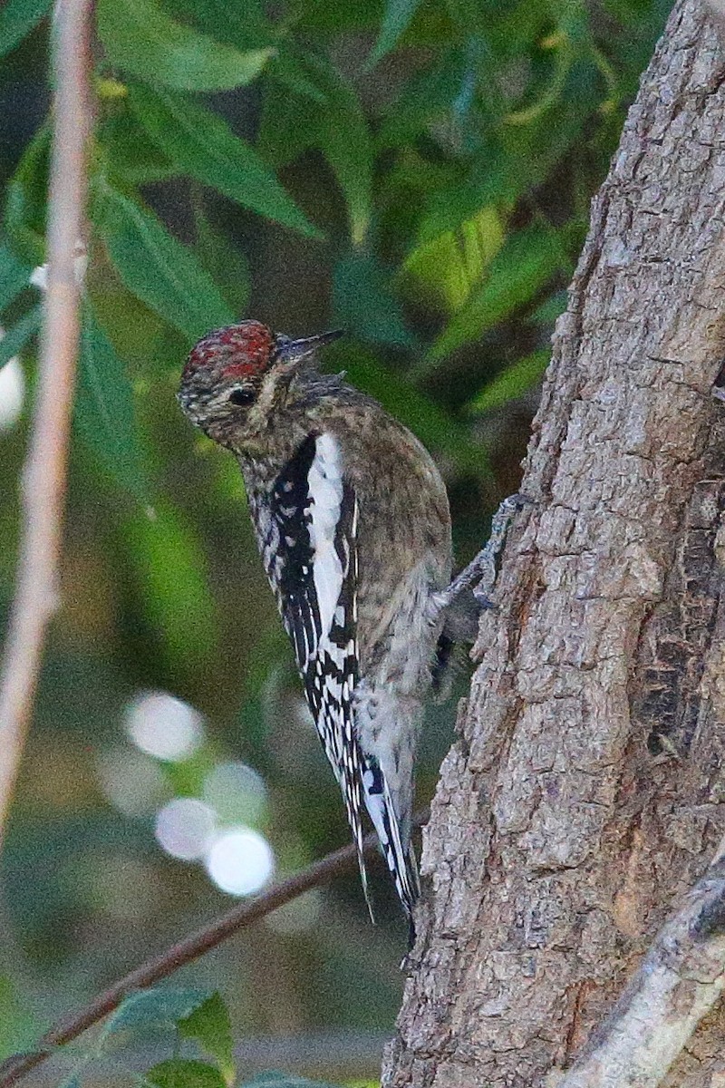 Yellow-bellied Sapsucker - ML628956429