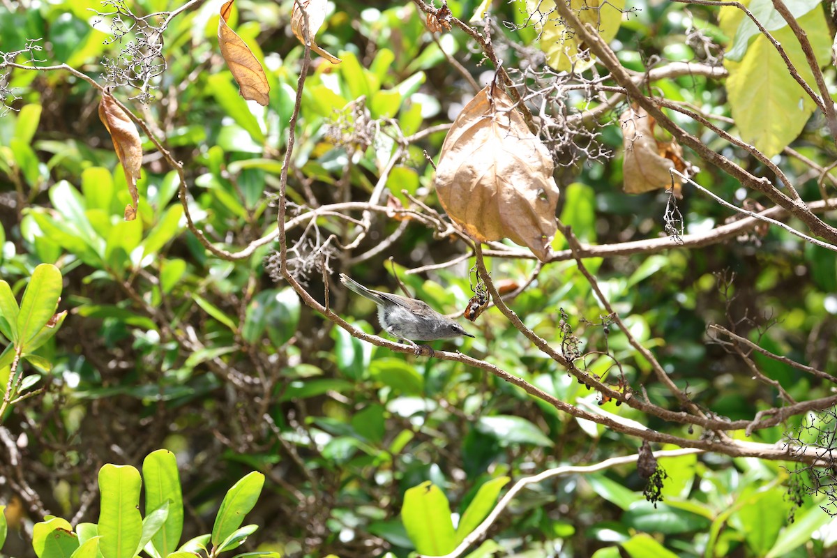 Norfolk Island Gerygone - ML628956431