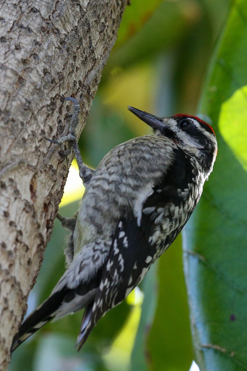 Red-naped Sapsucker - ML628956432