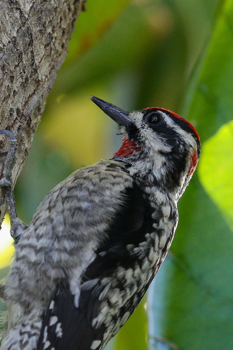Red-naped Sapsucker - ML628956433