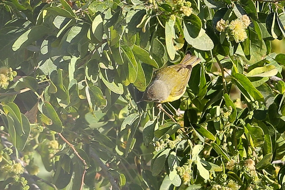 Nashville Warbler - ML628956492
