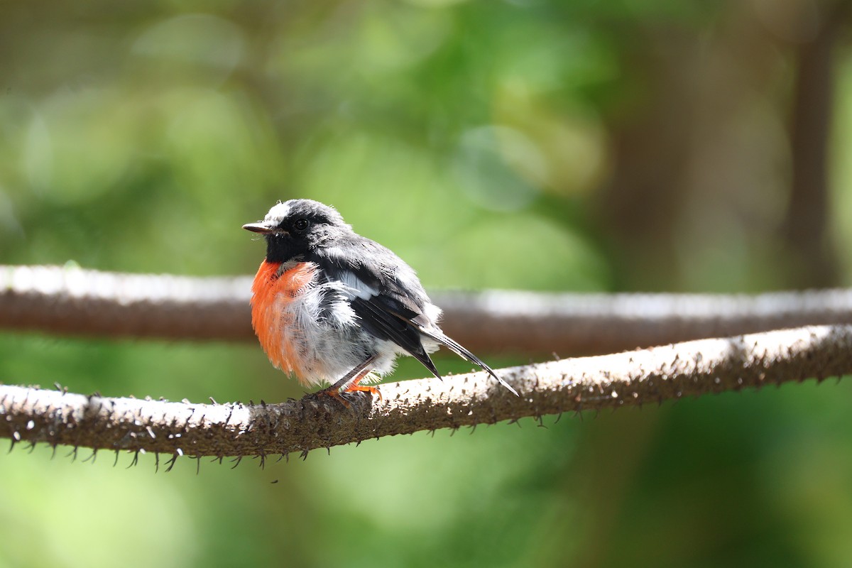 Norfolk Robin - ML628956521