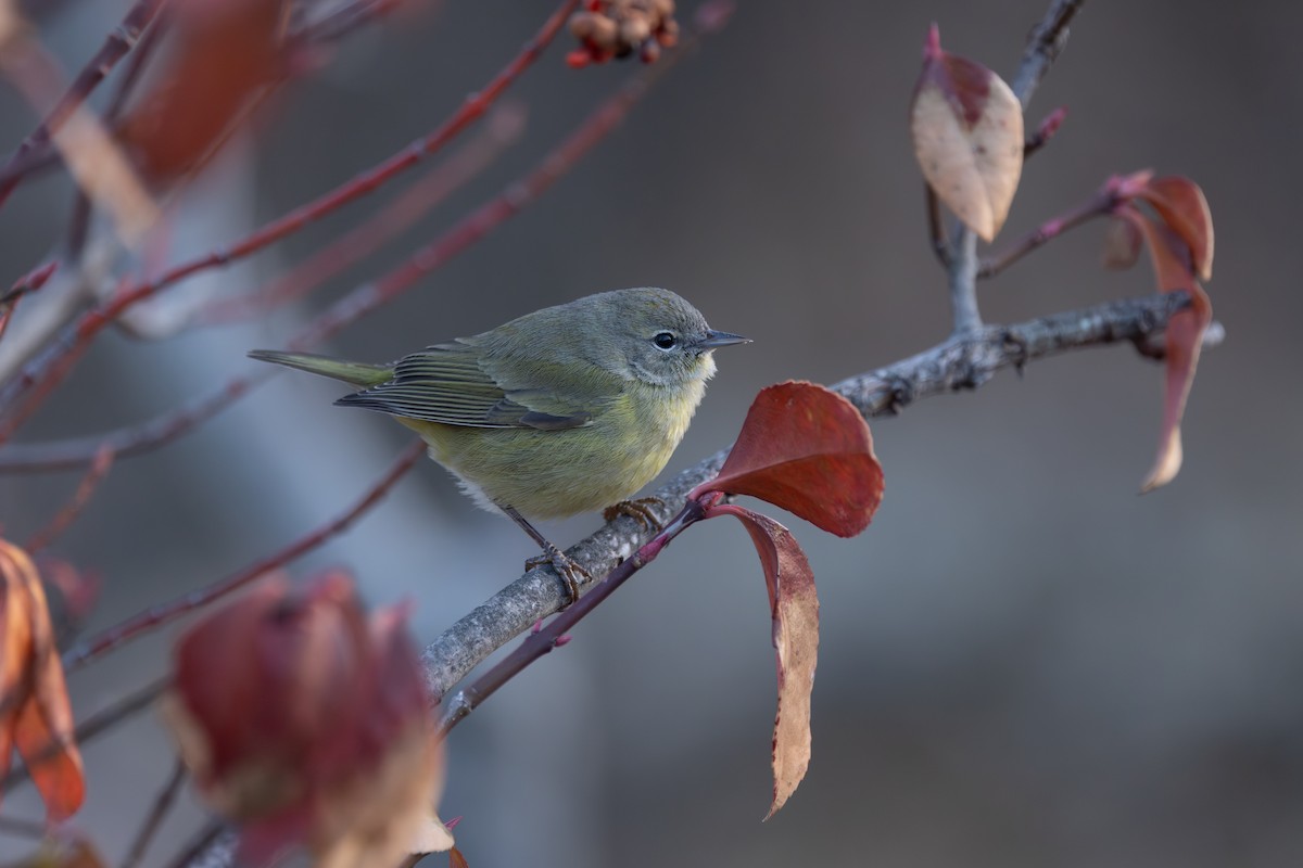 Orange-crowned Warbler (Gray-headed) - ML628956579