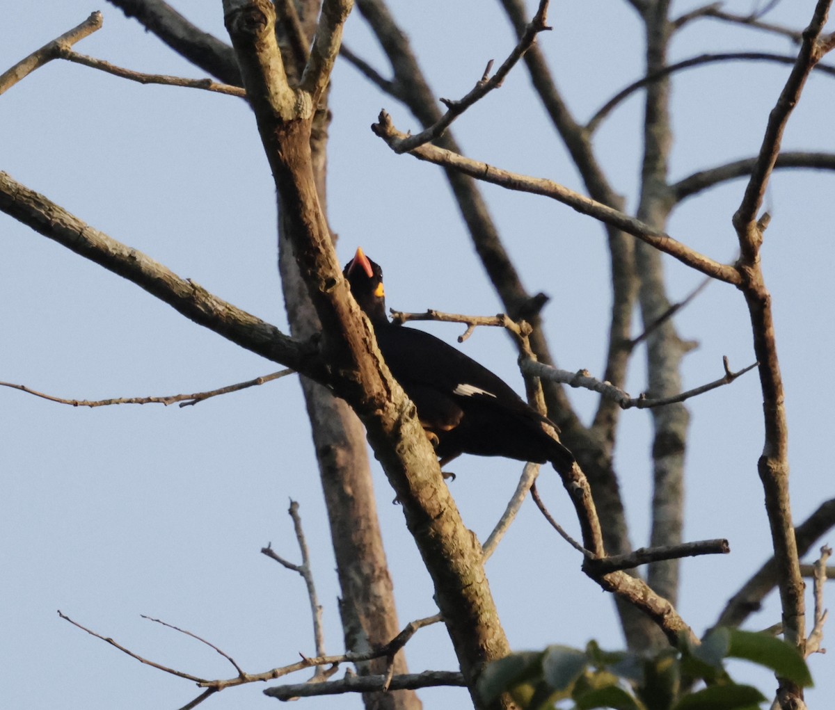 Common Hill Myna - ML628956584