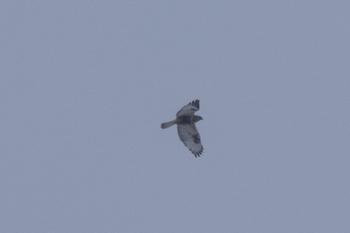 Rough-legged Hawk - ML628956598