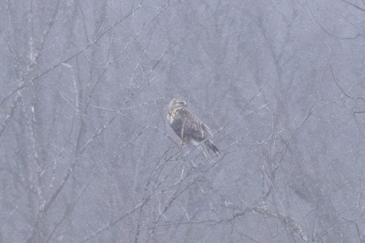 Rough-legged Hawk - ML628956599