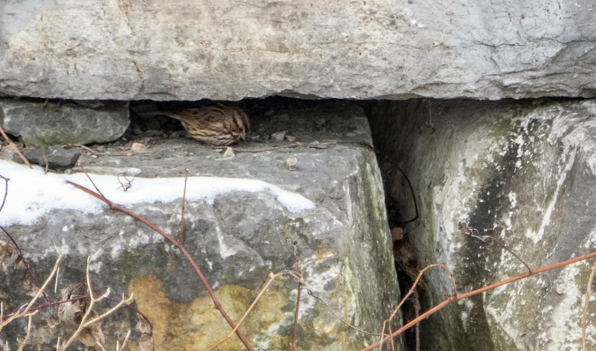 Song Sparrow - ML628956606