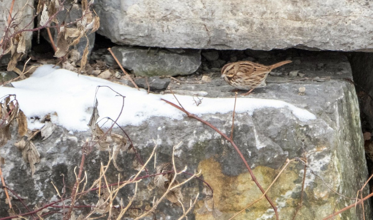 Song Sparrow - ML628956607