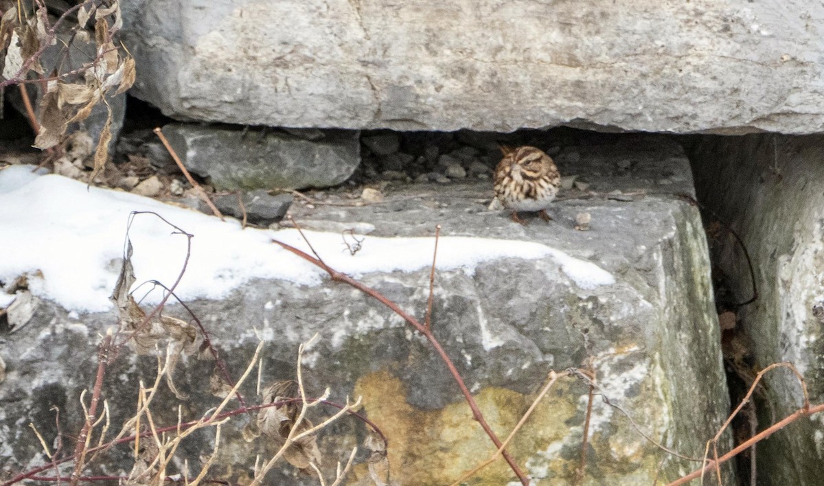 Song Sparrow - ML628956609
