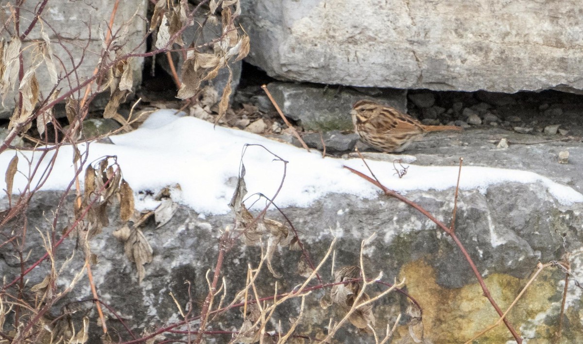 Song Sparrow - ML628956610