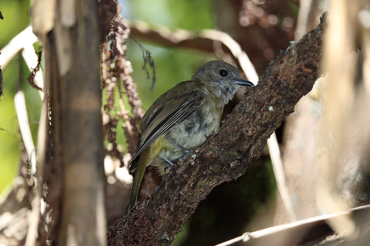 Golden Whistler - ML628956617